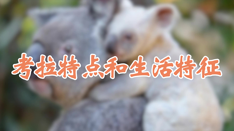 考拉特点和生活特征