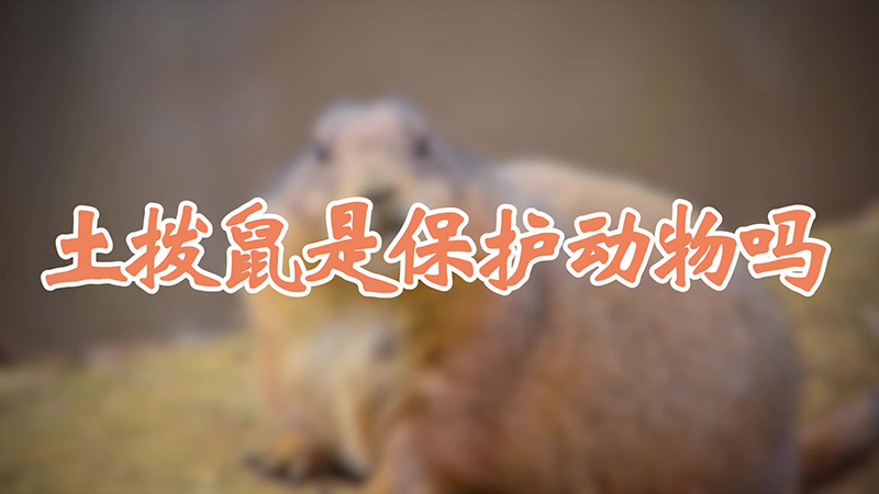 土拨鼠是保护动物吗