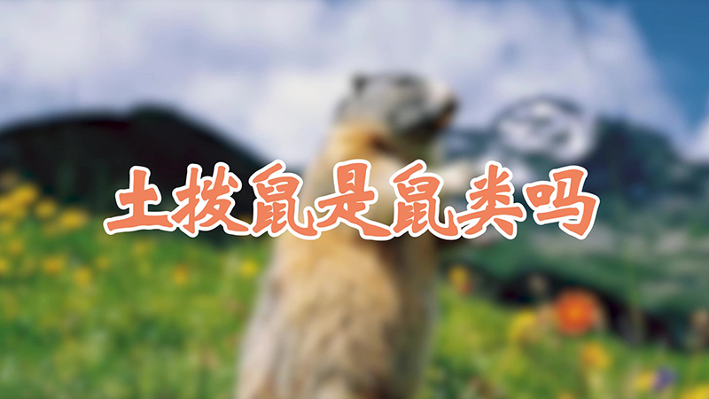 土拨鼠是鼠类吗