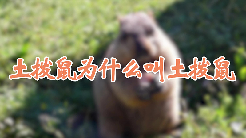 土拨鼠为什么叫土拨鼠