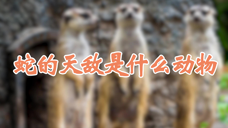 蛇的天敌是什么动物