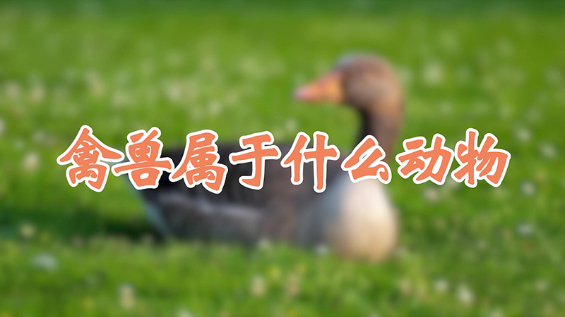 禽兽属于什么动物
