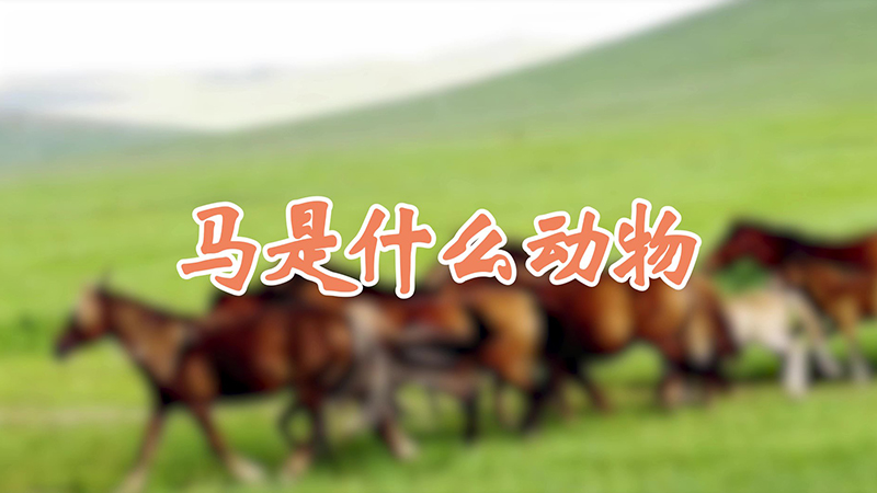 马是什么动物