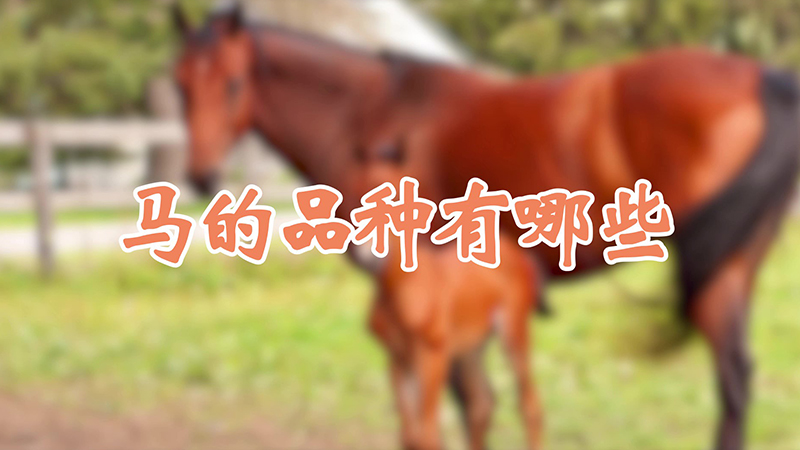 马的品种有哪些
