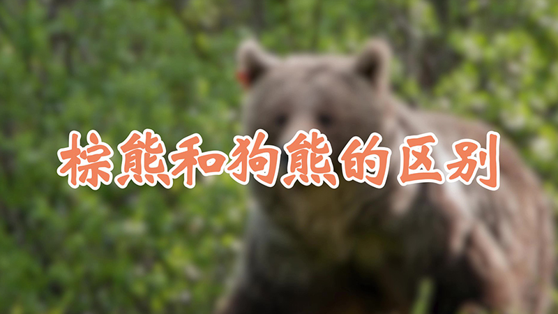 棕熊和狗熊的区别