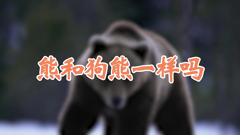 熊和狗熊一样吗