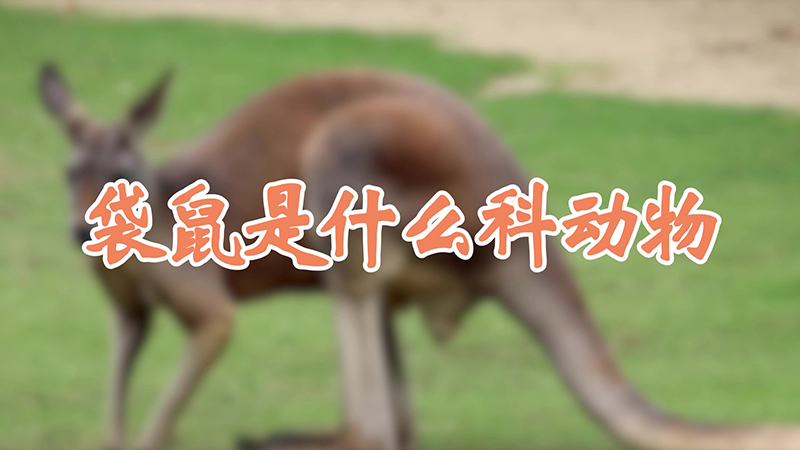 袋鼠是什么科动物