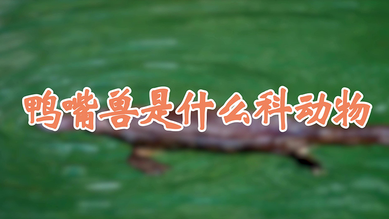 鸭嘴兽是什么科动物