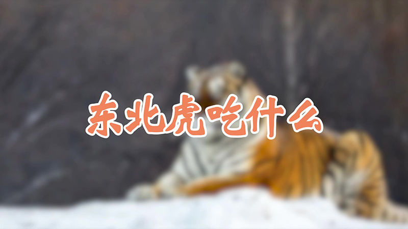 东北虎吃什么