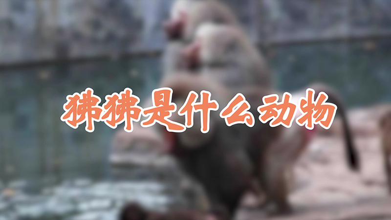 狒狒是什么动物