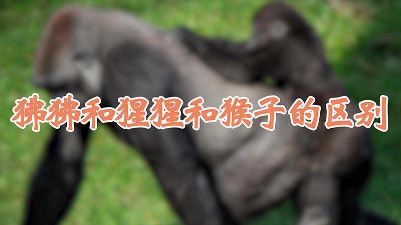 狒狒和猩猩和猴子的区别