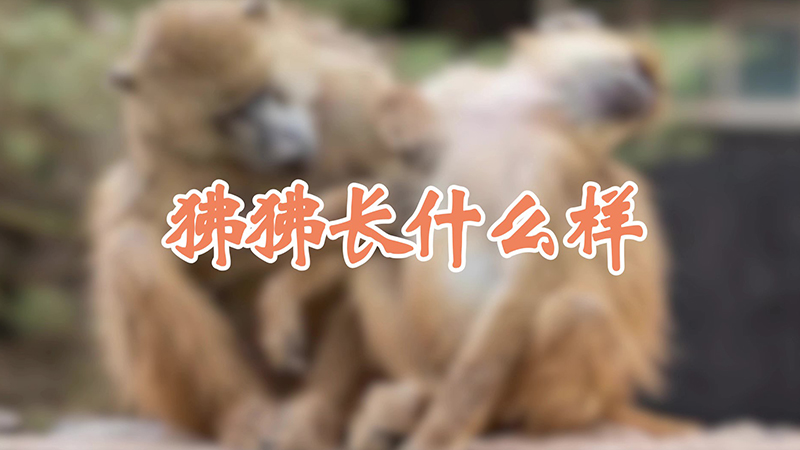 狒狒长什么样
