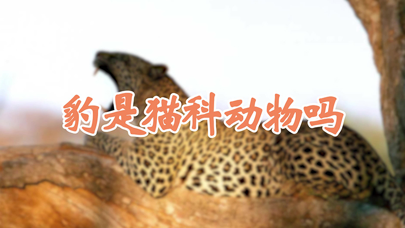 豹是猫科动物吗