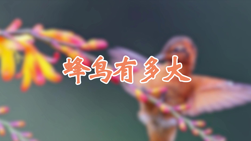 蜂鸟有多大