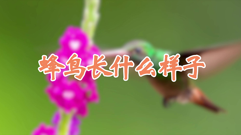 蜂鸟长什么样子