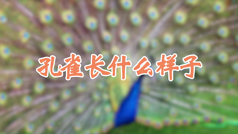 孔雀长什么样子