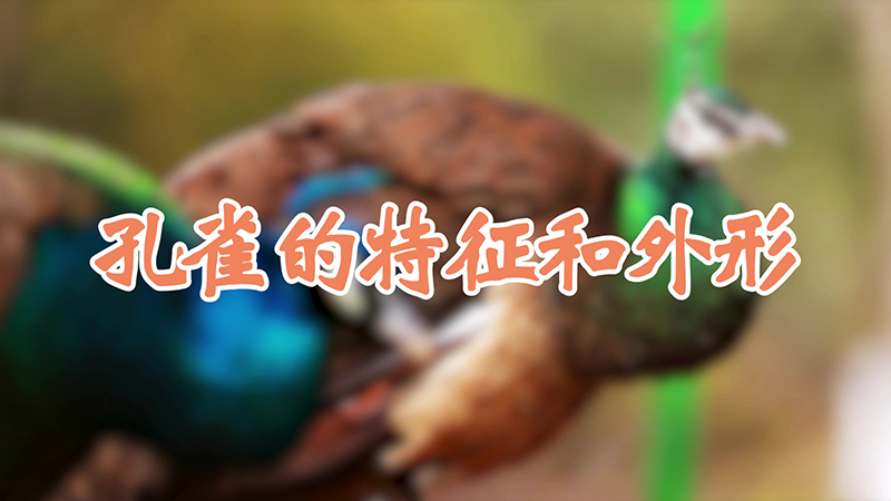 孔雀的特征和外形