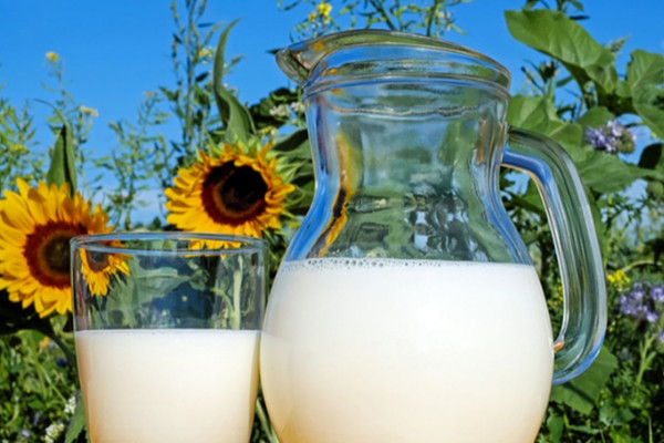 纯牛奶可以浇花做肥料吗