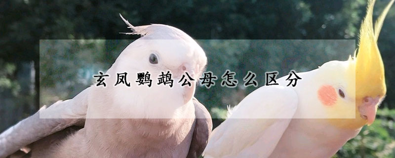 玄凤鹦鹉公母怎么区分