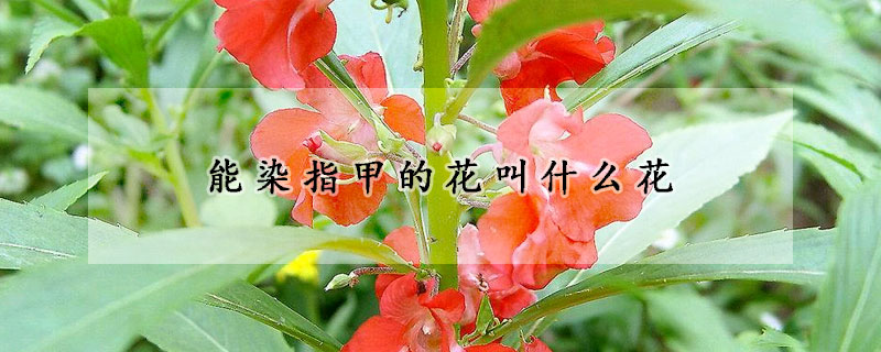 能染指甲的花叫什么花