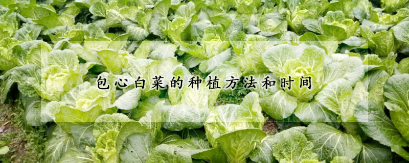 包心白菜的种植方法和时间