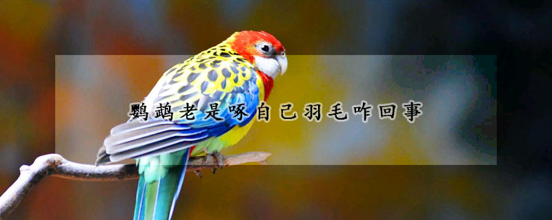 鹦鹉老是啄自己羽毛咋回事