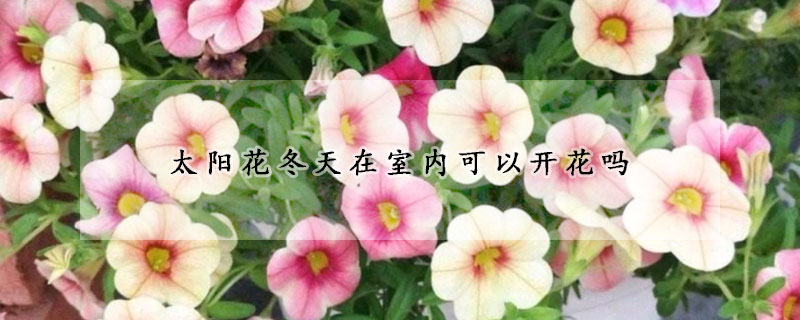 太阳花冬天在室内可以开花吗