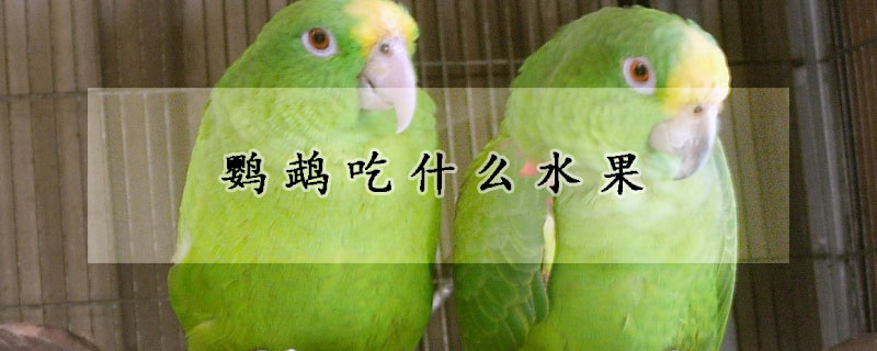 鹦鹉吃什么水果