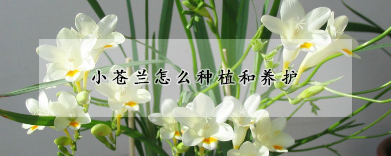 小苍兰怎么种植和养护