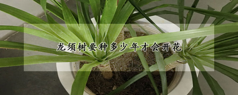 龙须树要种多少年才会开花