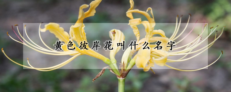 黄色彼岸花叫什么名字