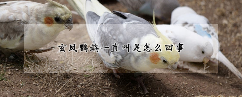 玄凤鹦鹉一直叫是怎么回事