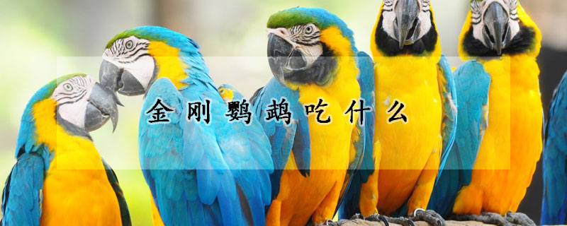 金刚鹦鹉吃什么