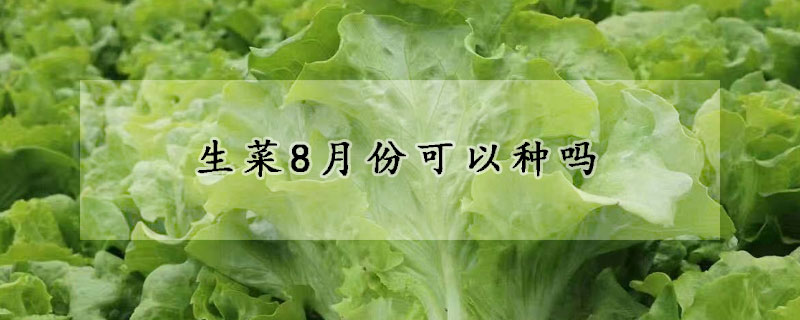 生菜8月份可以种吗