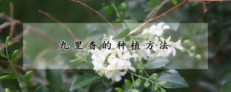 九里香的种植方法