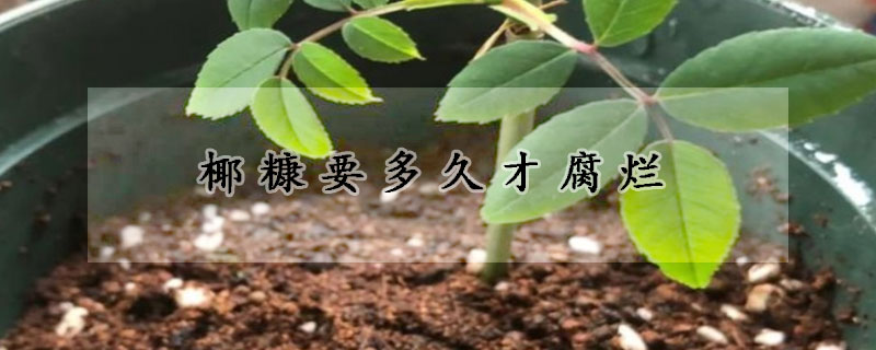椰糠要多久才腐烂