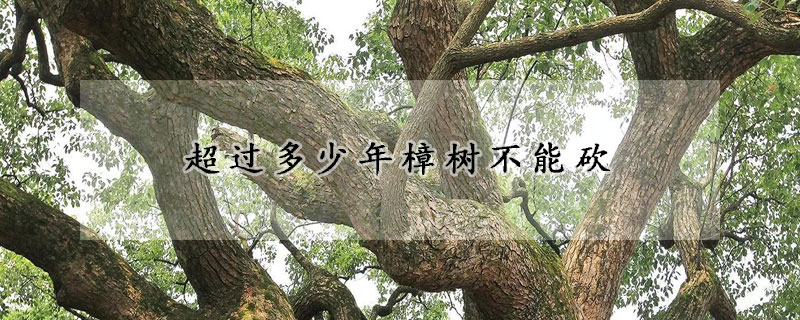 超过多少年樟树不能砍