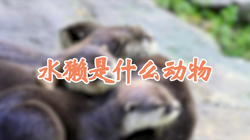 水獭是什么动物