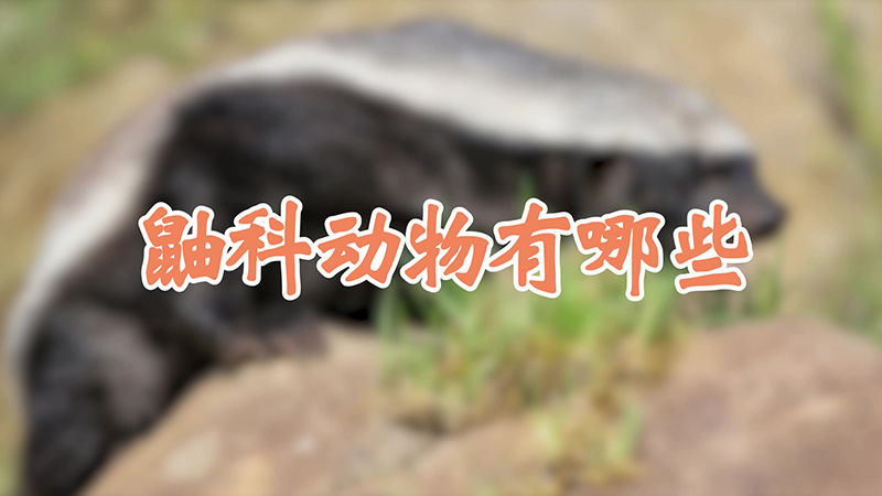 鼬科动物有哪些