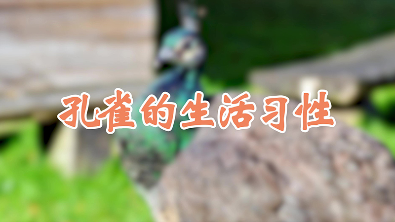 孔雀的生活习性