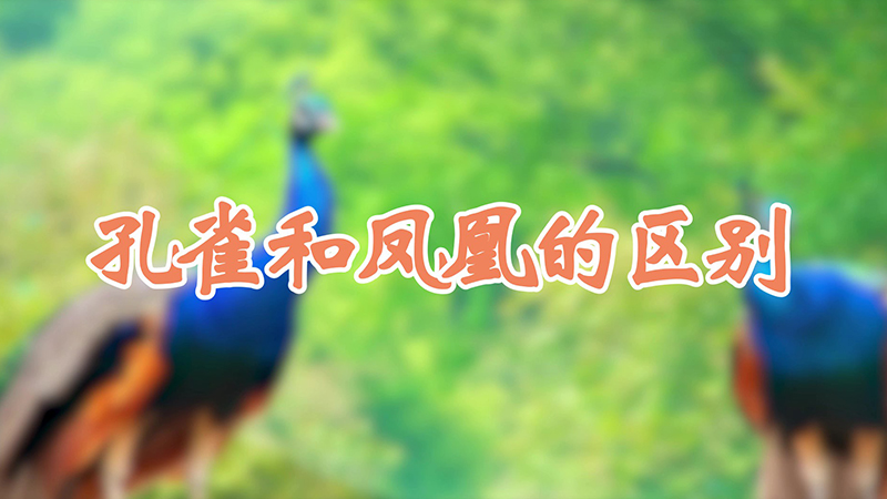 孔雀和凤凰的区别