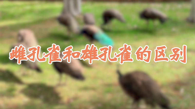 雌孔雀和雄孔雀的区别