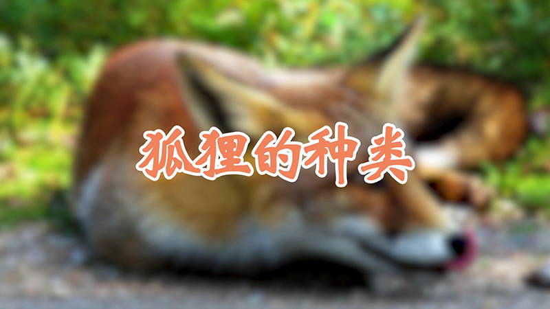 狐狸的种类