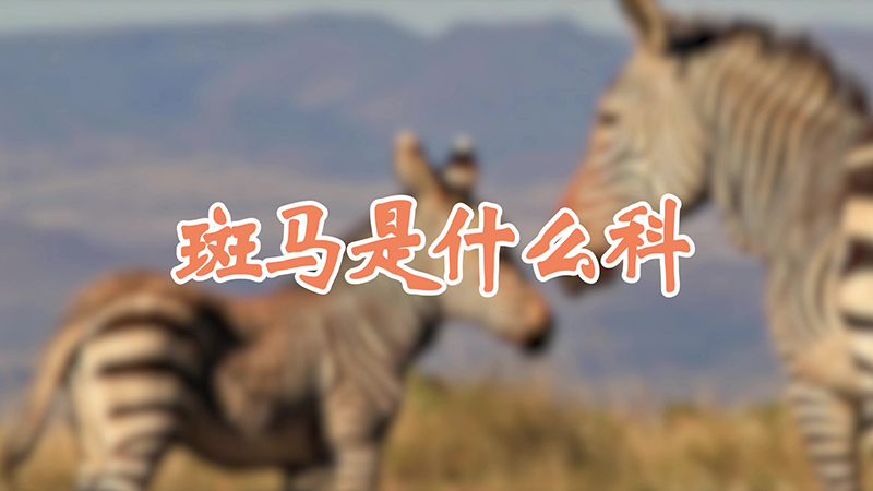 斑马是什么科