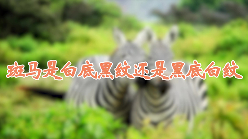 斑马是白底黑纹还是黑底白纹