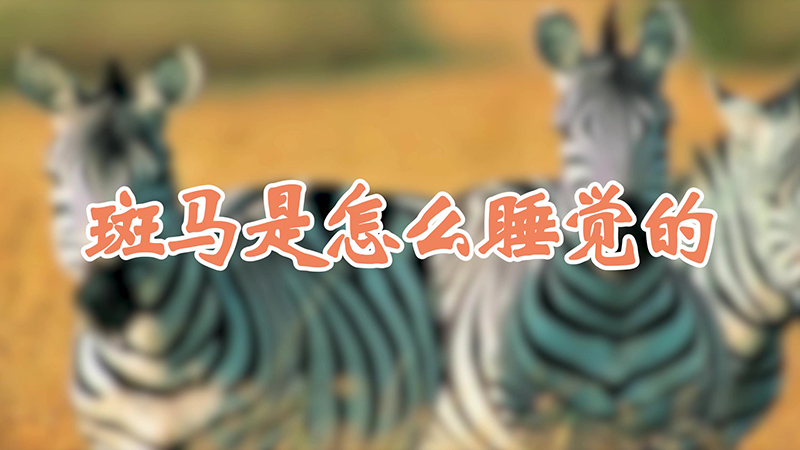 斑马是怎么睡觉的