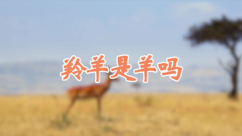 羚羊是羊吗