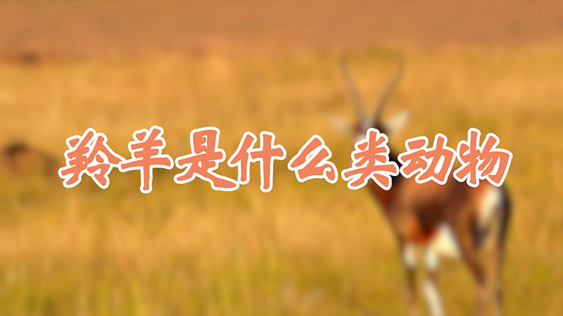 羚羊是什么类动物