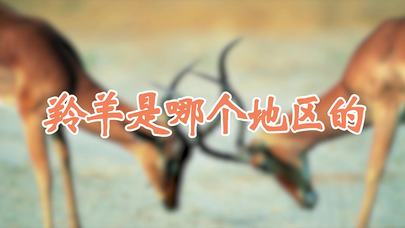 羚羊是哪个地区的