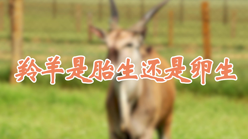 羚羊是胎生还是卵生